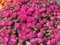 Роза кустовая 